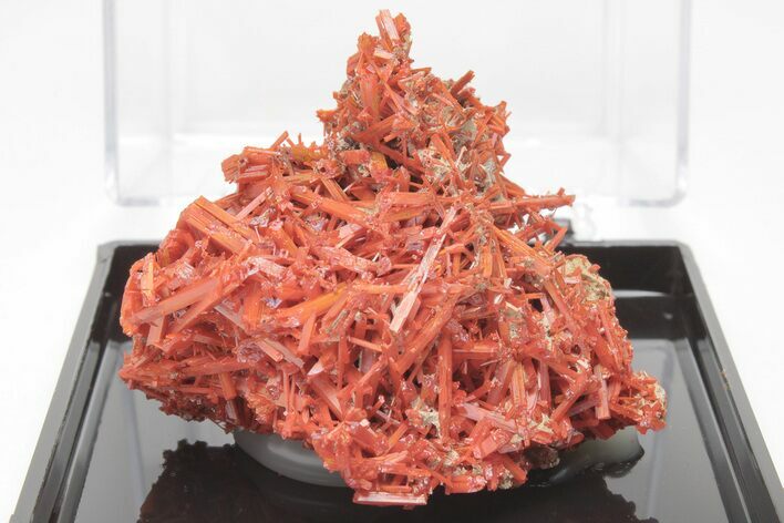Bright Orange Crocoite Crystal Cluster - Tasmania #206929